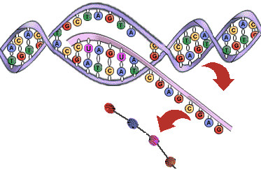 DNA_RNA_PTN