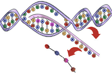 DNA_RNA_PTN
