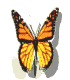 monarch3_flap_md_wht.gif (8889 bytes)