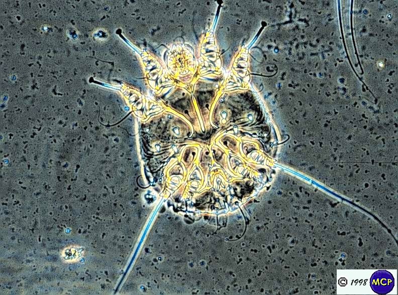 Ticks & Mites - Entomology 423 with Mulenga at Texas A&M ...