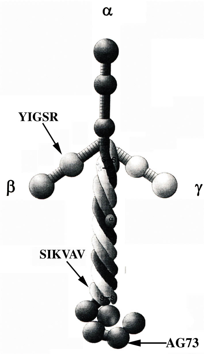 Molécula de
laminina com sua estrutura cruciforme formada a partir de suas 3 cadeias
(α, β e γ) e alguns de seus peptídeos bioativos.